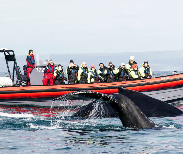 whale watching