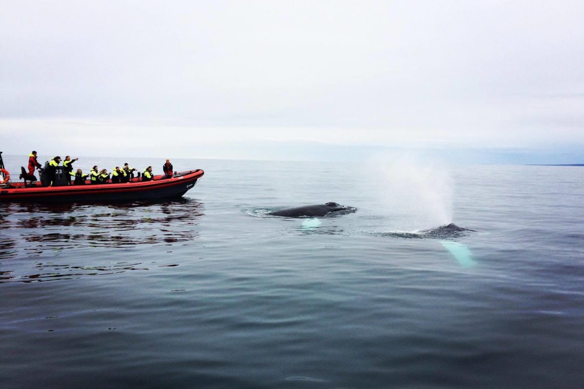 whales