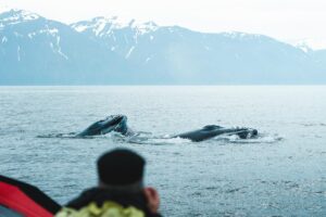 Humpback whales feeding ©Álex_Cirera