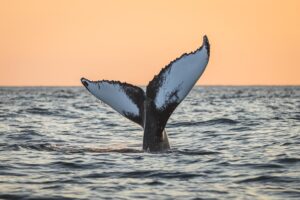 Humpback whale diving close to Húsavík