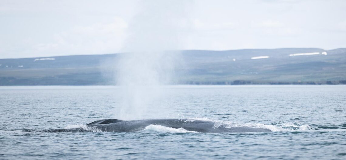 Blue whale close to Húsavík © Ales Mucha