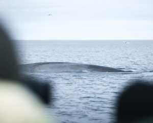 Blue whale close to our RIB