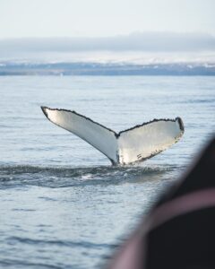 Humpback whale fluke