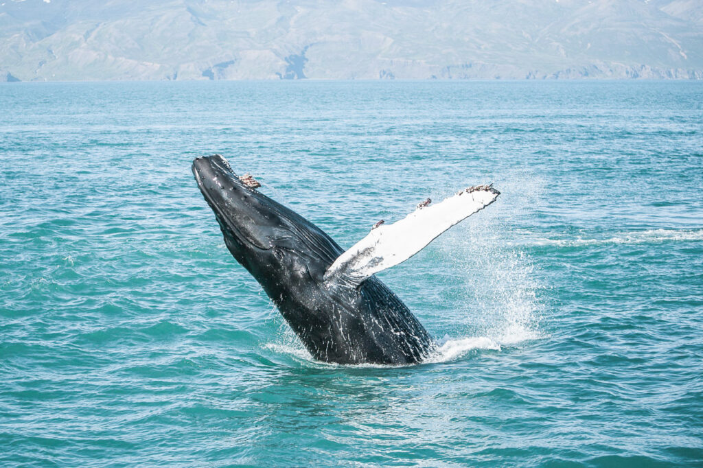 Breaching Humpback whale