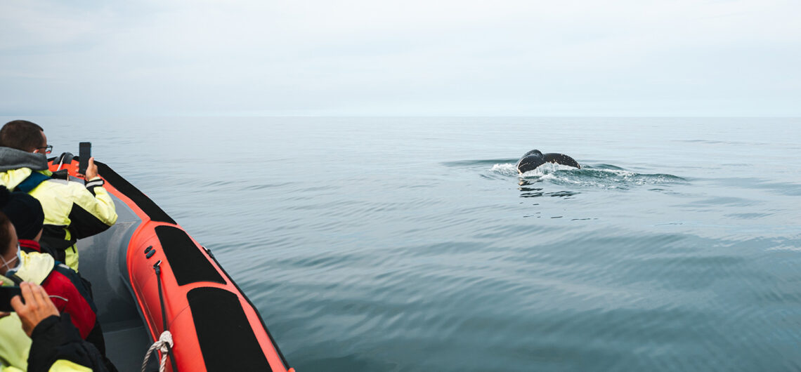 Diving humpback whale © Ales Mucha