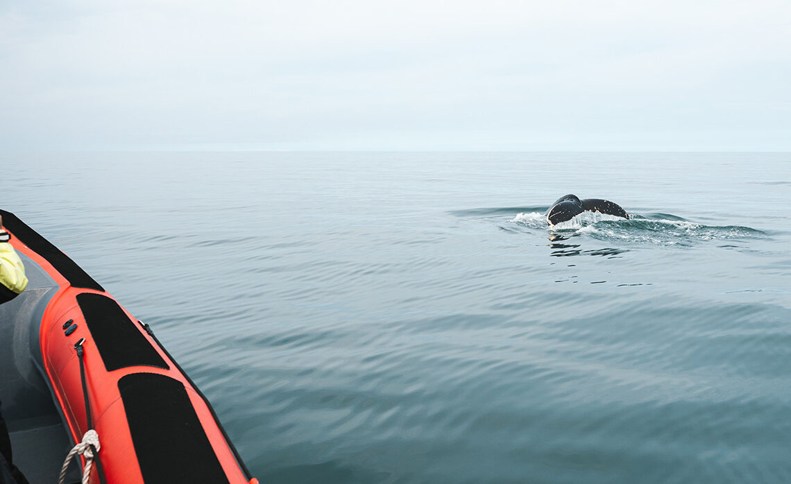 Diving humpback whale © Ales Mucha