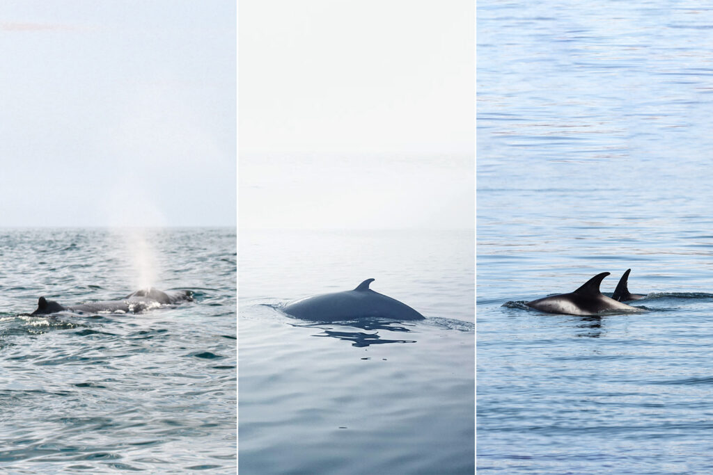 Humpback whale, minke whale, white-beaked dolphins