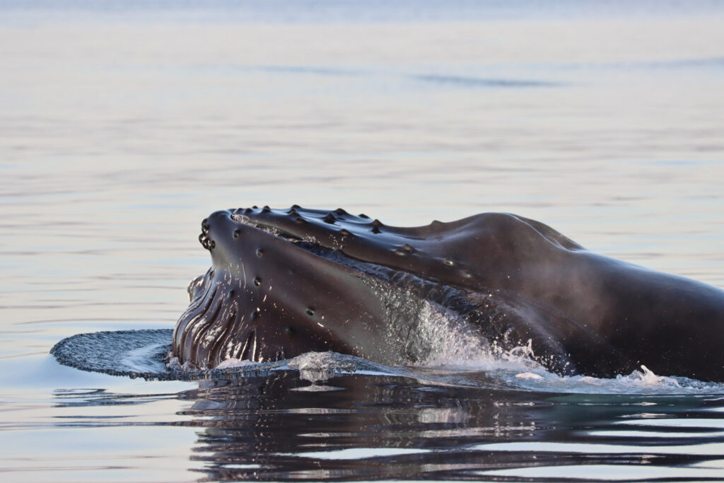 Humpback feeding in Skjálfandi Bay © Alessandra Vanacore