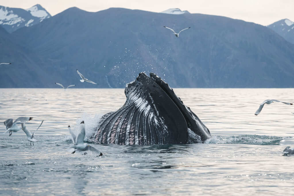 Humpback whale feeding with birds © Inaki Aizpurua Quiroga