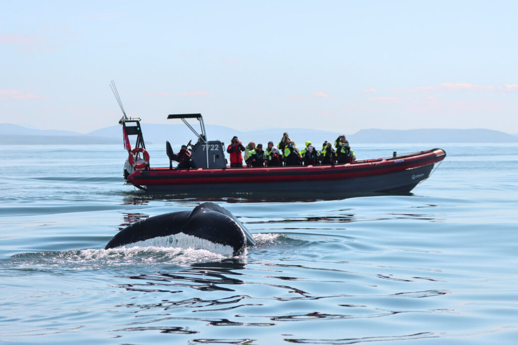 Humpback whale infront of Húsavík Adventures boat © Alessandra Vanacore