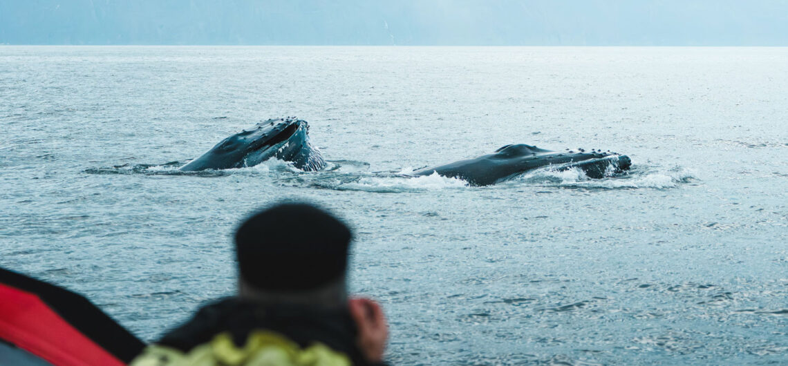 Lunge-feeding humpbacks in Skjálfandi Bay © Aleexcir