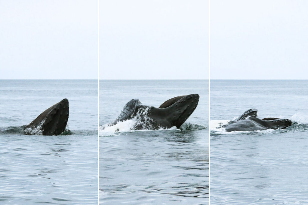 Lunge-feeding sequence © Alessandra Vanacore