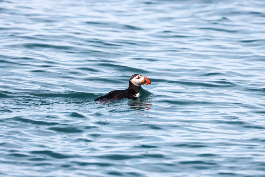 Puffins in Skjálfandi Bay © Alessandra Vanacore