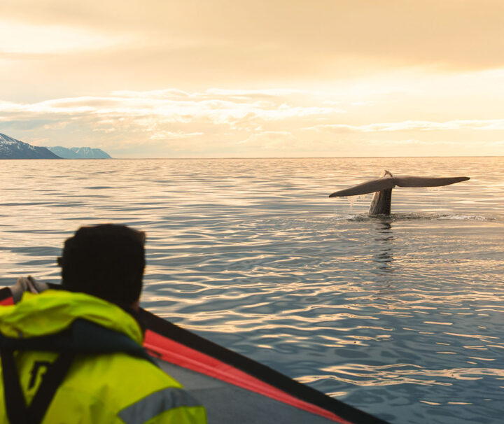 Blue Whale fluke in Midnight Sun - Photo by Inaki Aizpurua Quiroga