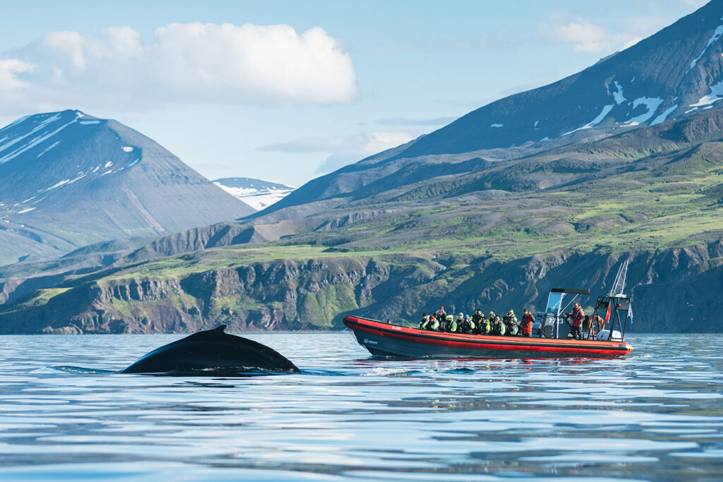 Humpback whale infront of our RIB boat Kjói - photo by Ales Mucha