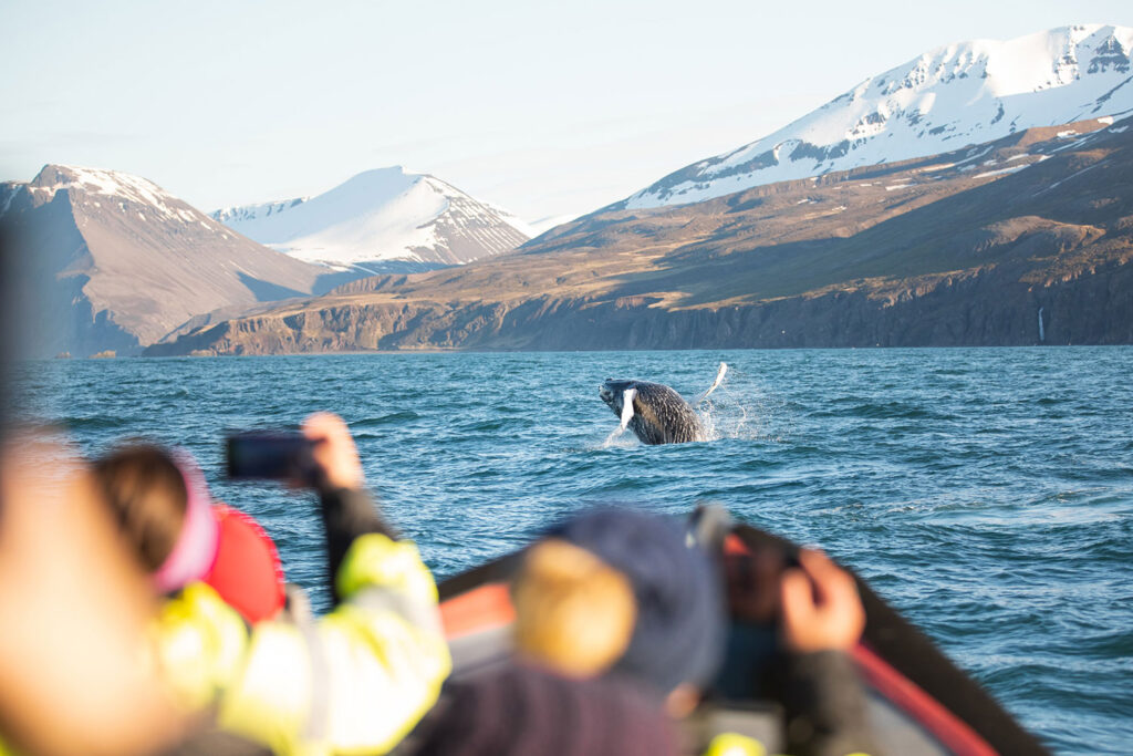 Humpback Whale acrobatics - photo by Ales Mucha