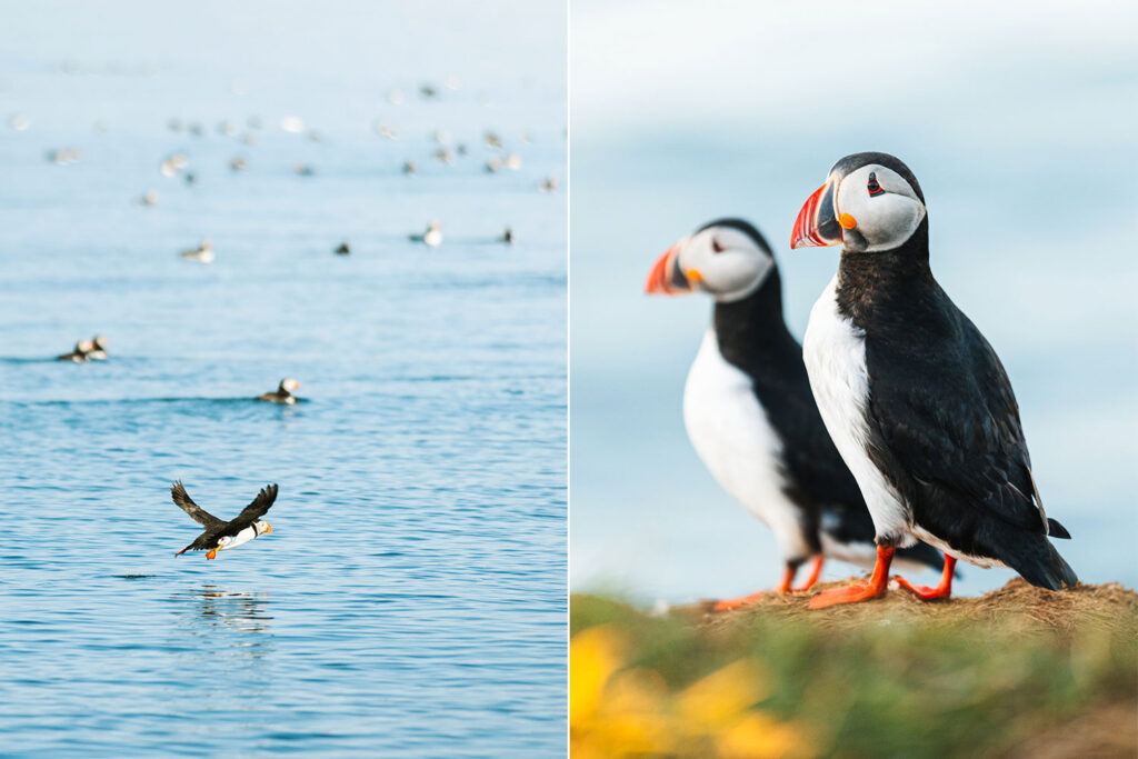 Puffins in Skjálfandi Bay - photo by Ales Mucha